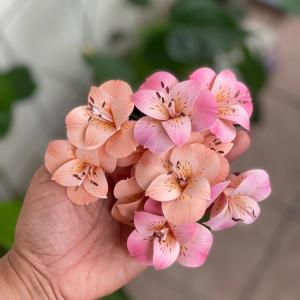 Arquivo de corte - Flor astromelia CASTEFE