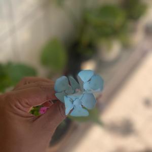 Arquivo de corte - hortênsia